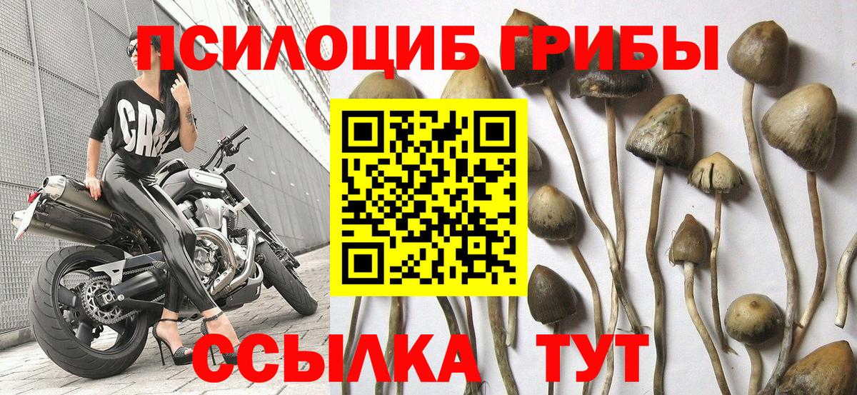 Сибай  Псилоцибиновые грибы ЛСД  хочу наркоту  Вход с VPN 